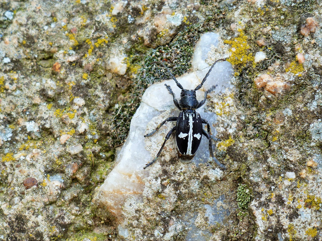 cross spider insect free photo