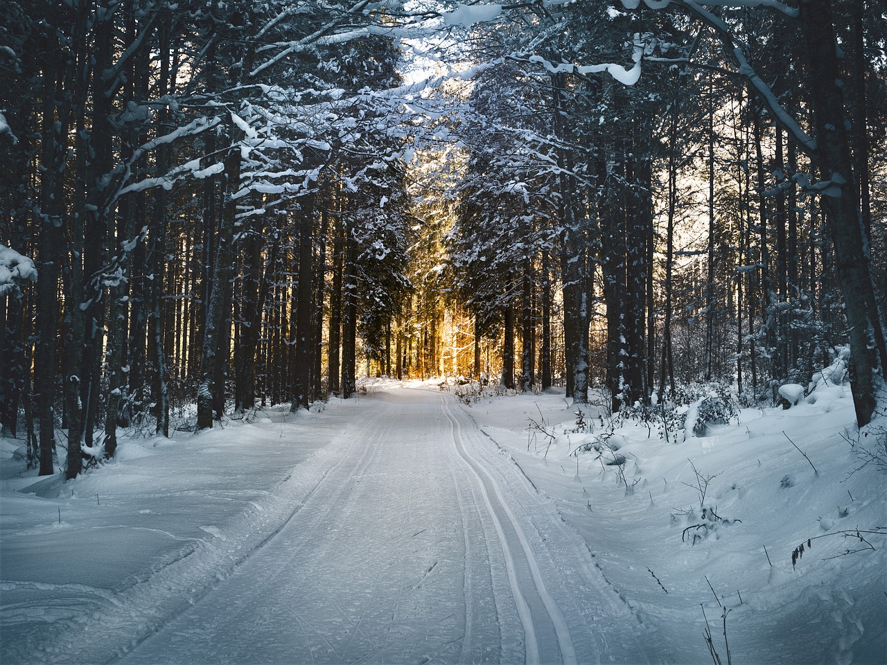 cross country skiing forest snow free photo