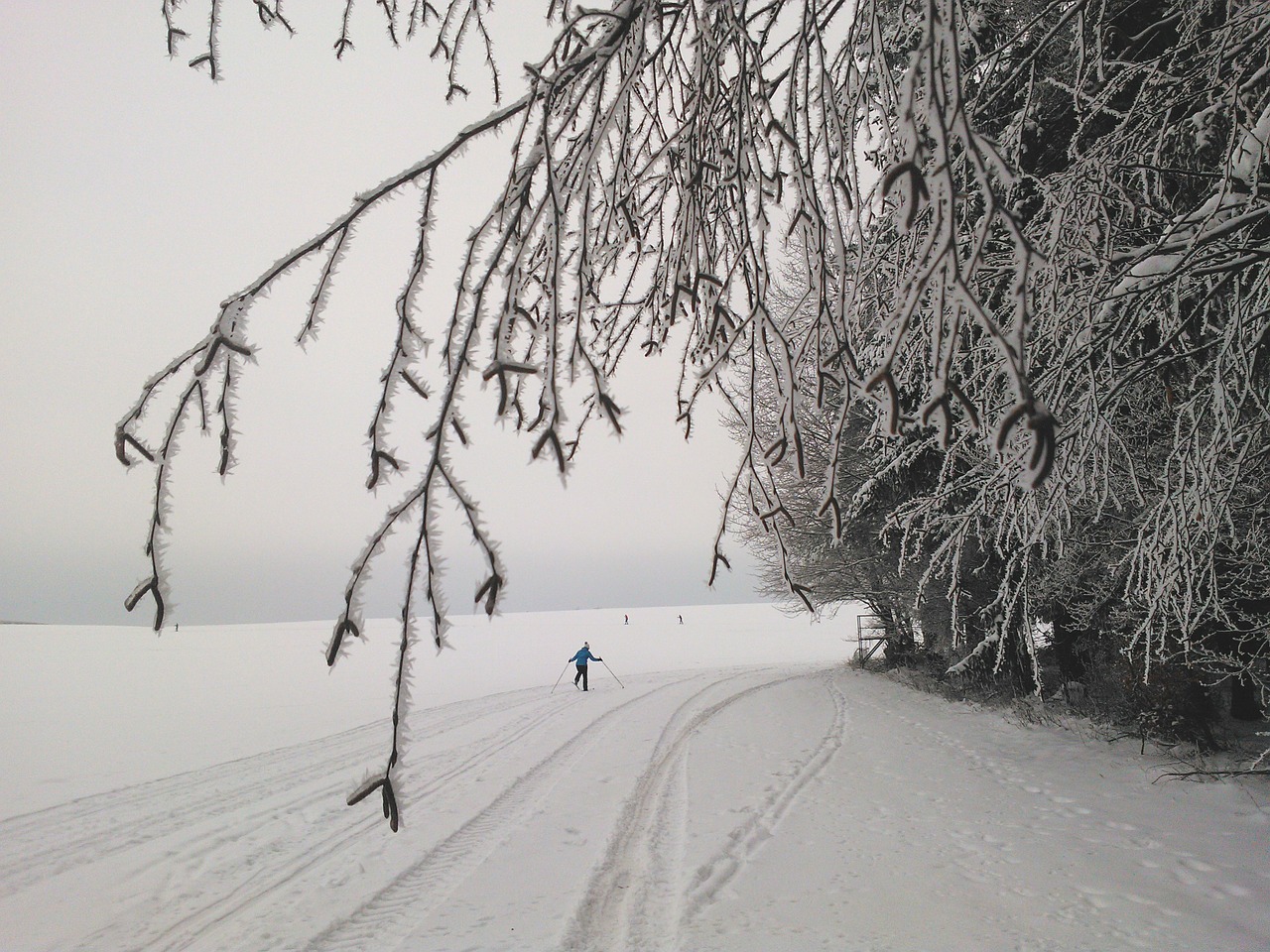 cross country skiing long skiing tracks ski trails free photo