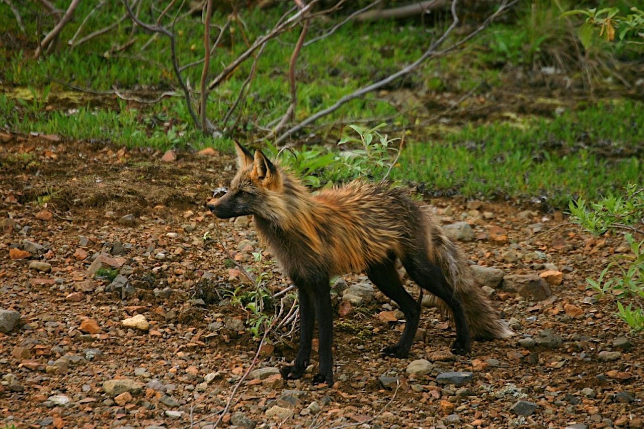 cross fox fox canine free photo