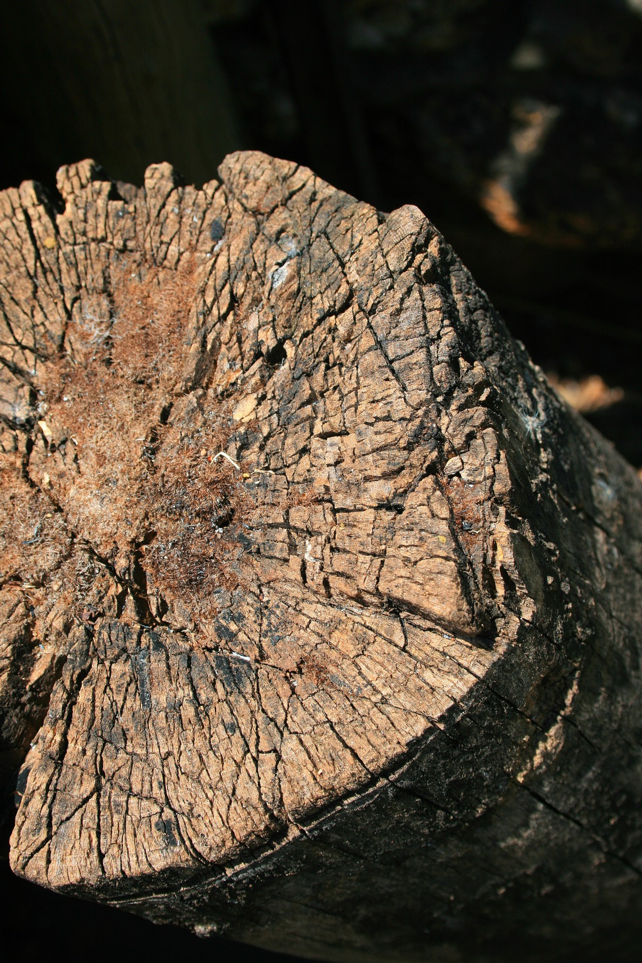 stump log wood free photo