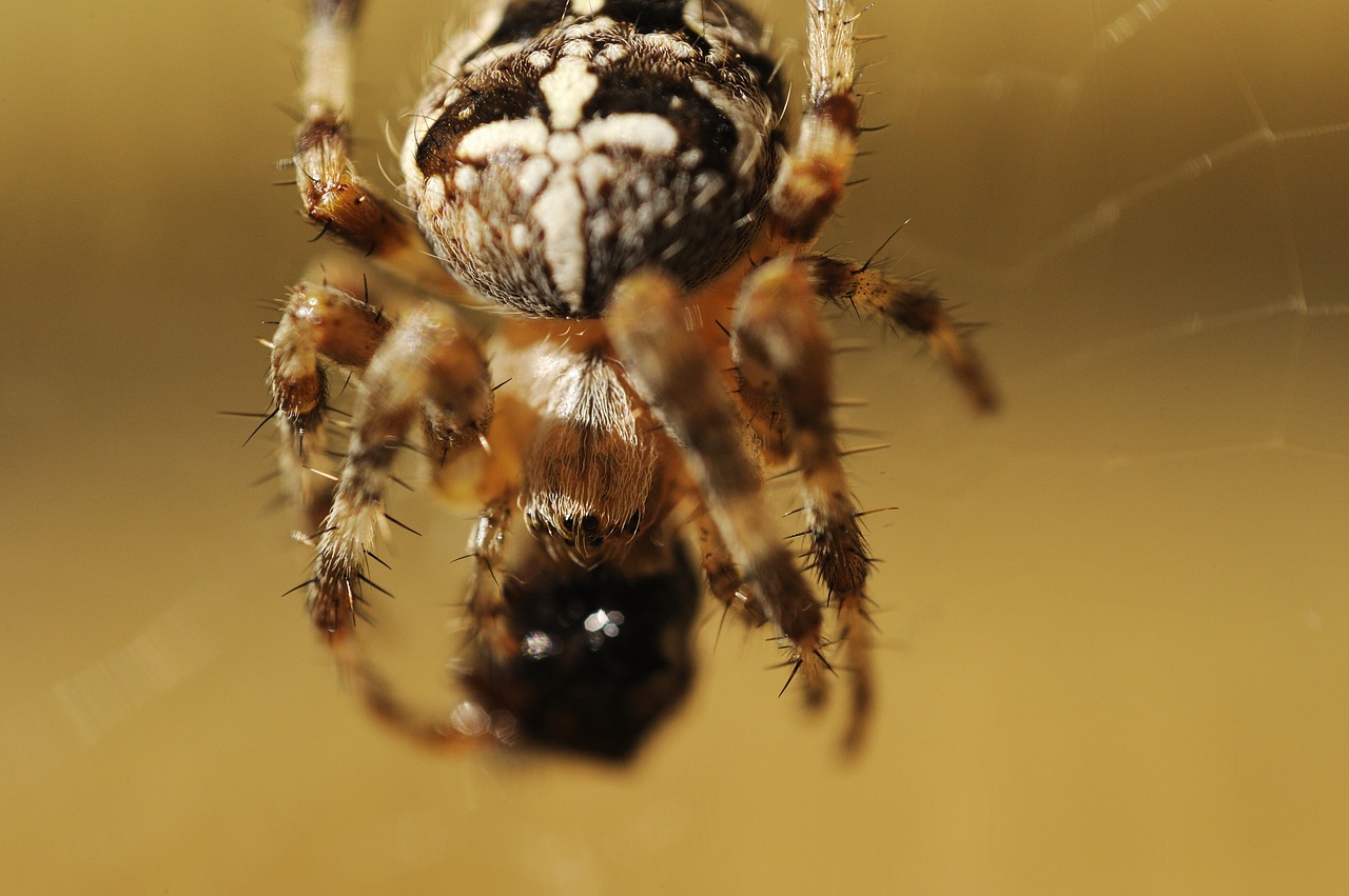 cross spider spider lunch free photo