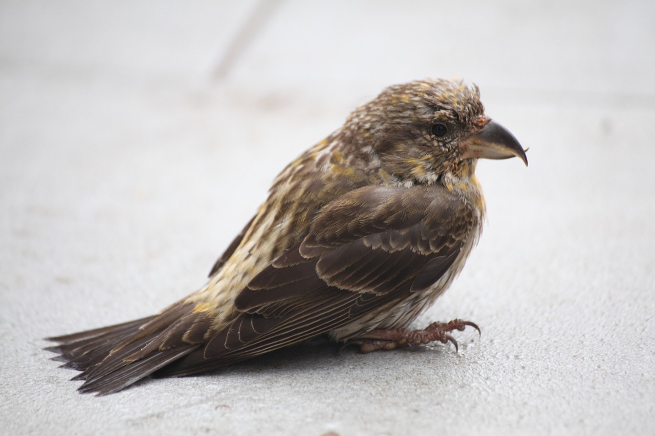 crossbill bird closeup free photo