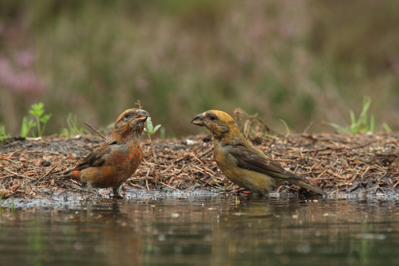 crossbill kruisbekken nature free photo