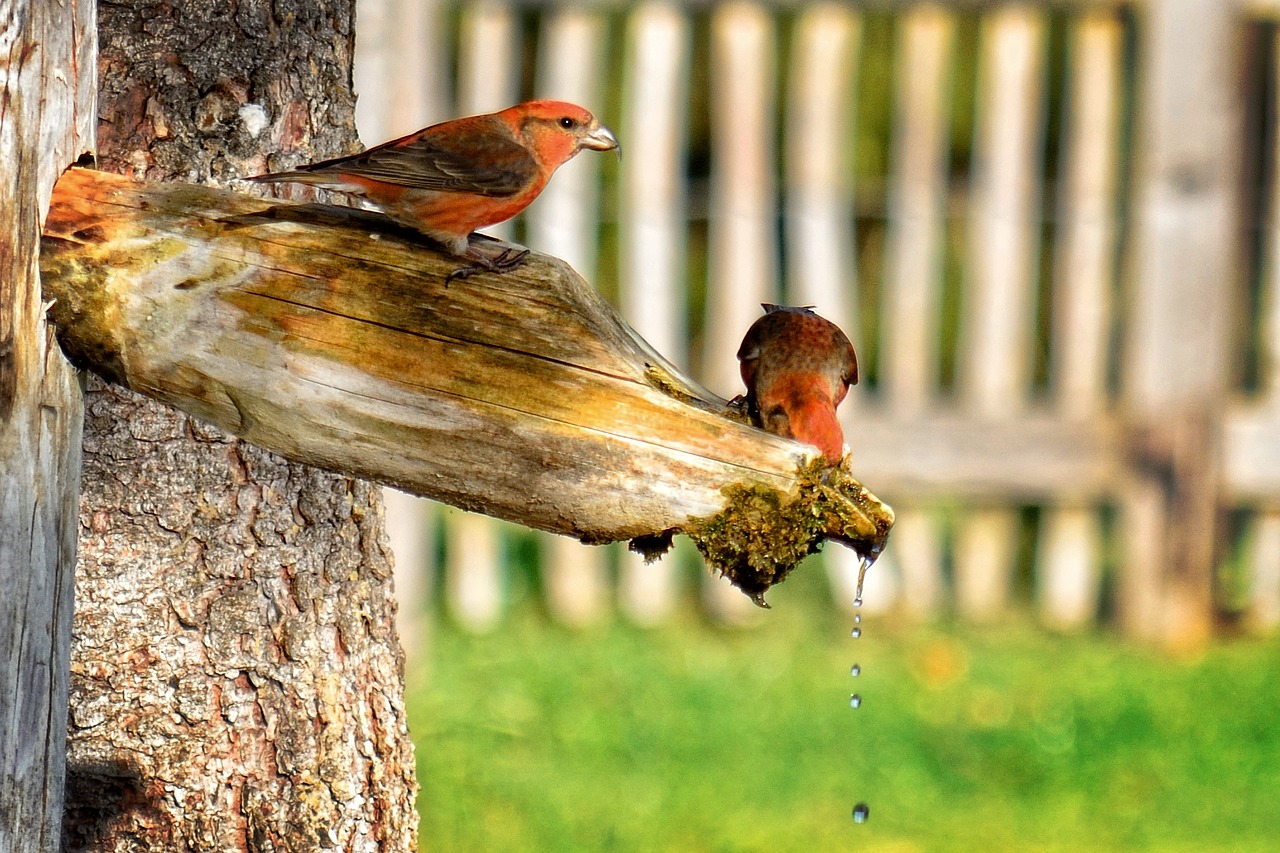 crossbills loxia finch free photo