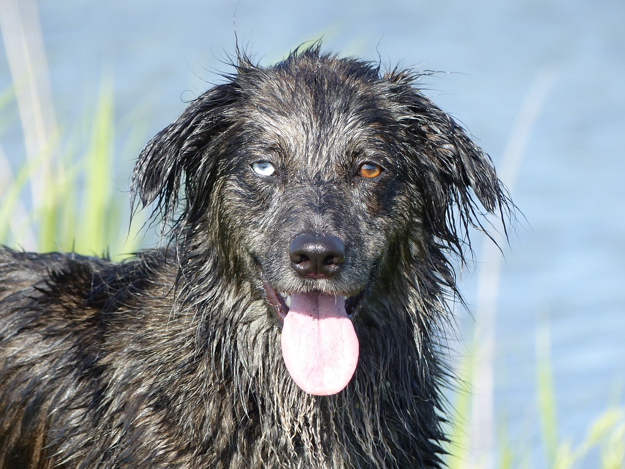 crossing dog doggy free photo