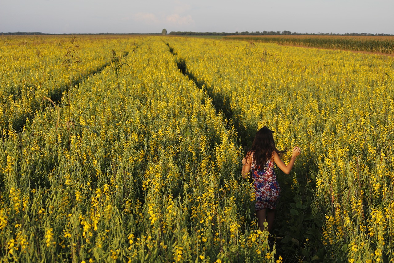 crotalária field crop free photo