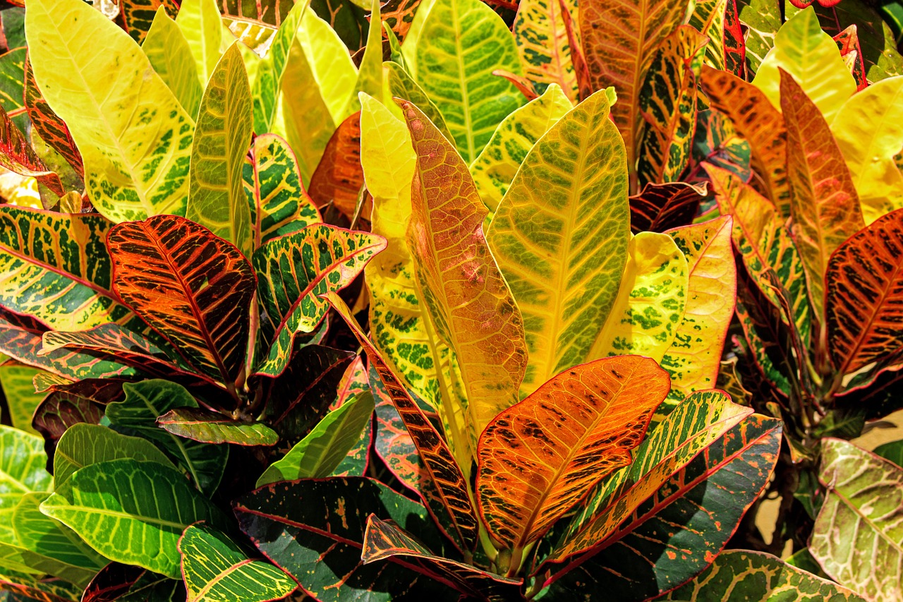 croto sheets of colors plant free photo