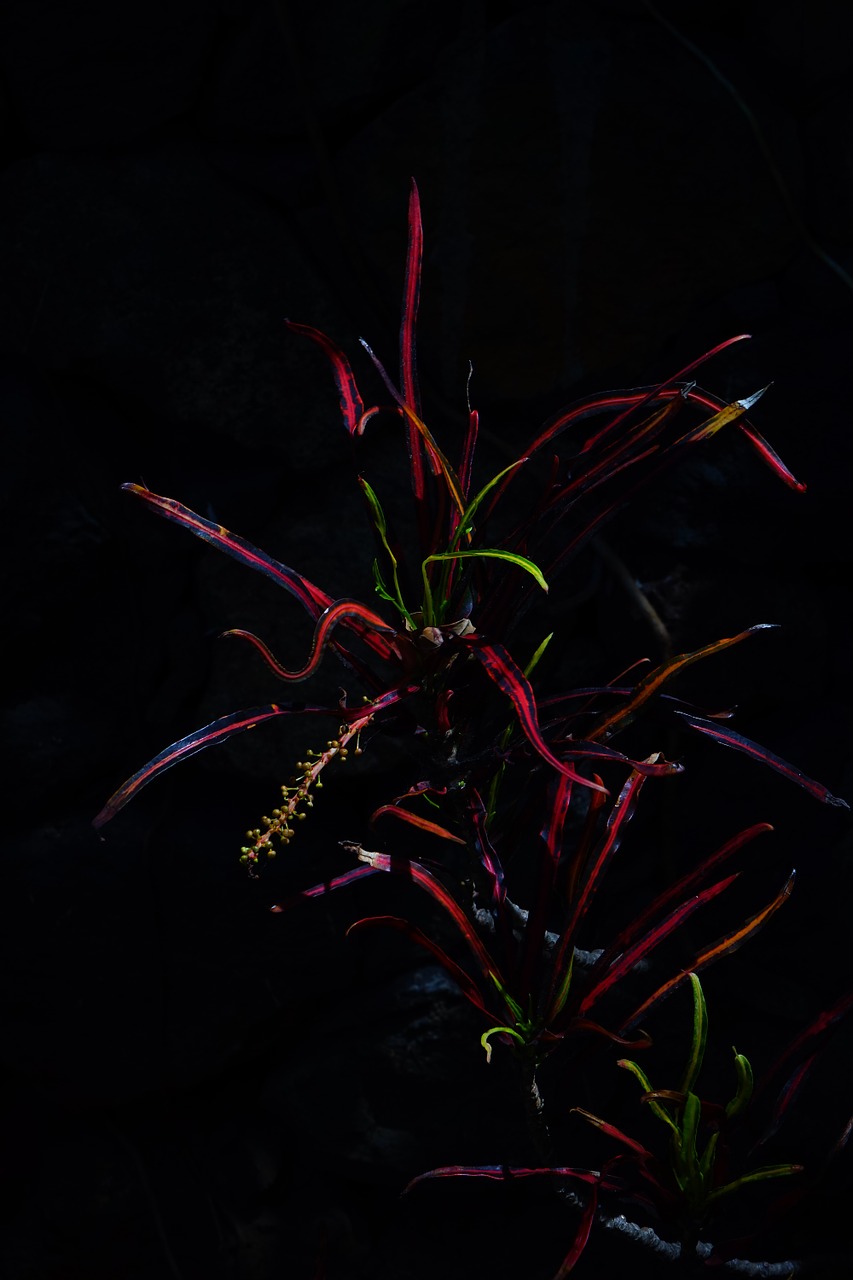 croton plant dark free photo