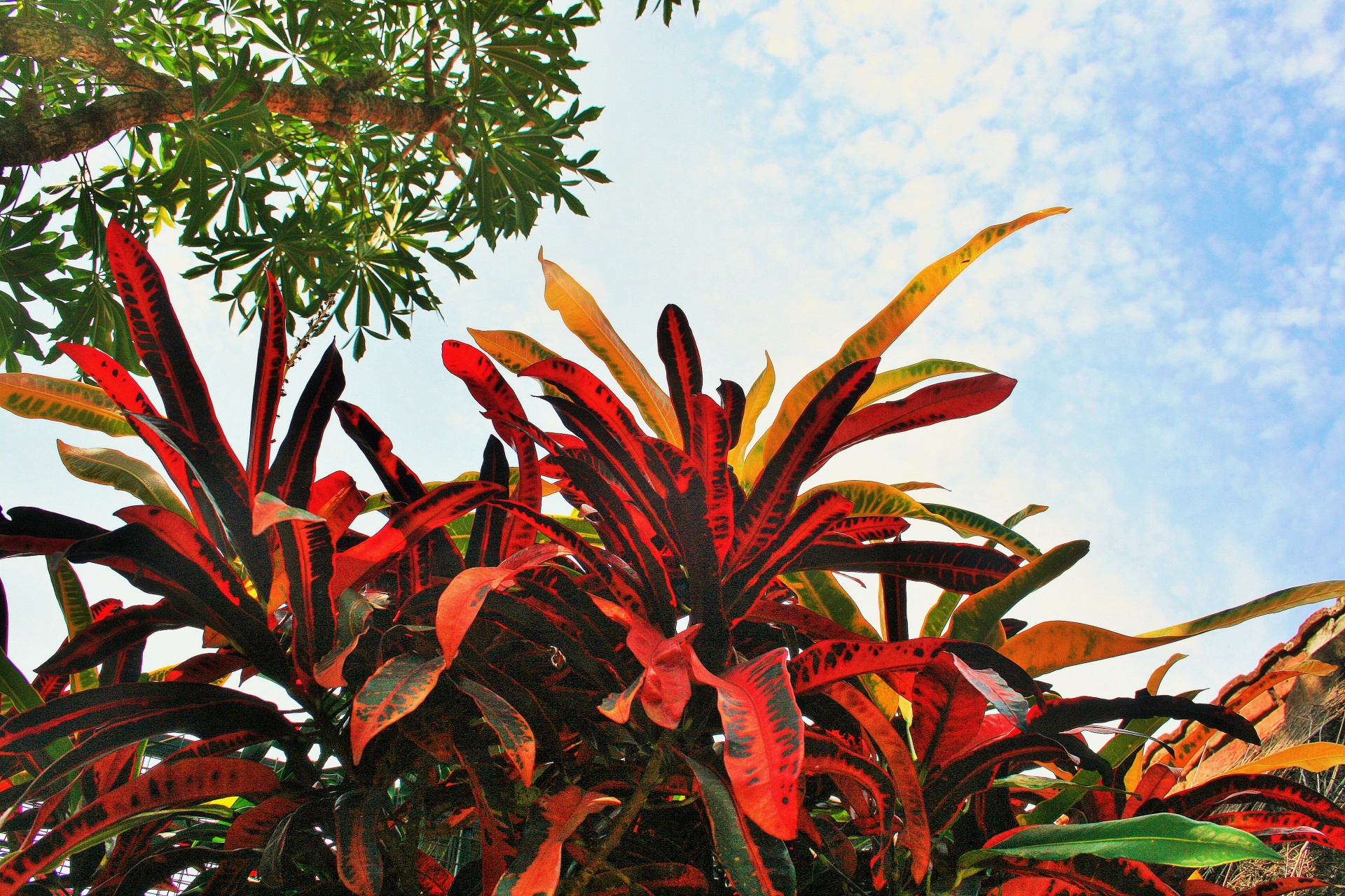 plant tropical garden free photo