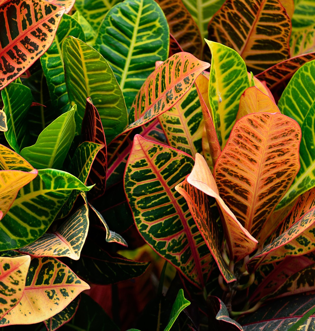 croton plant vibrant garden free photo