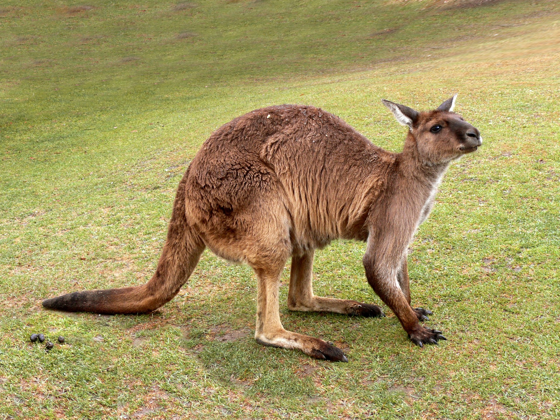 kangaroo crouching tail marsupial free photo