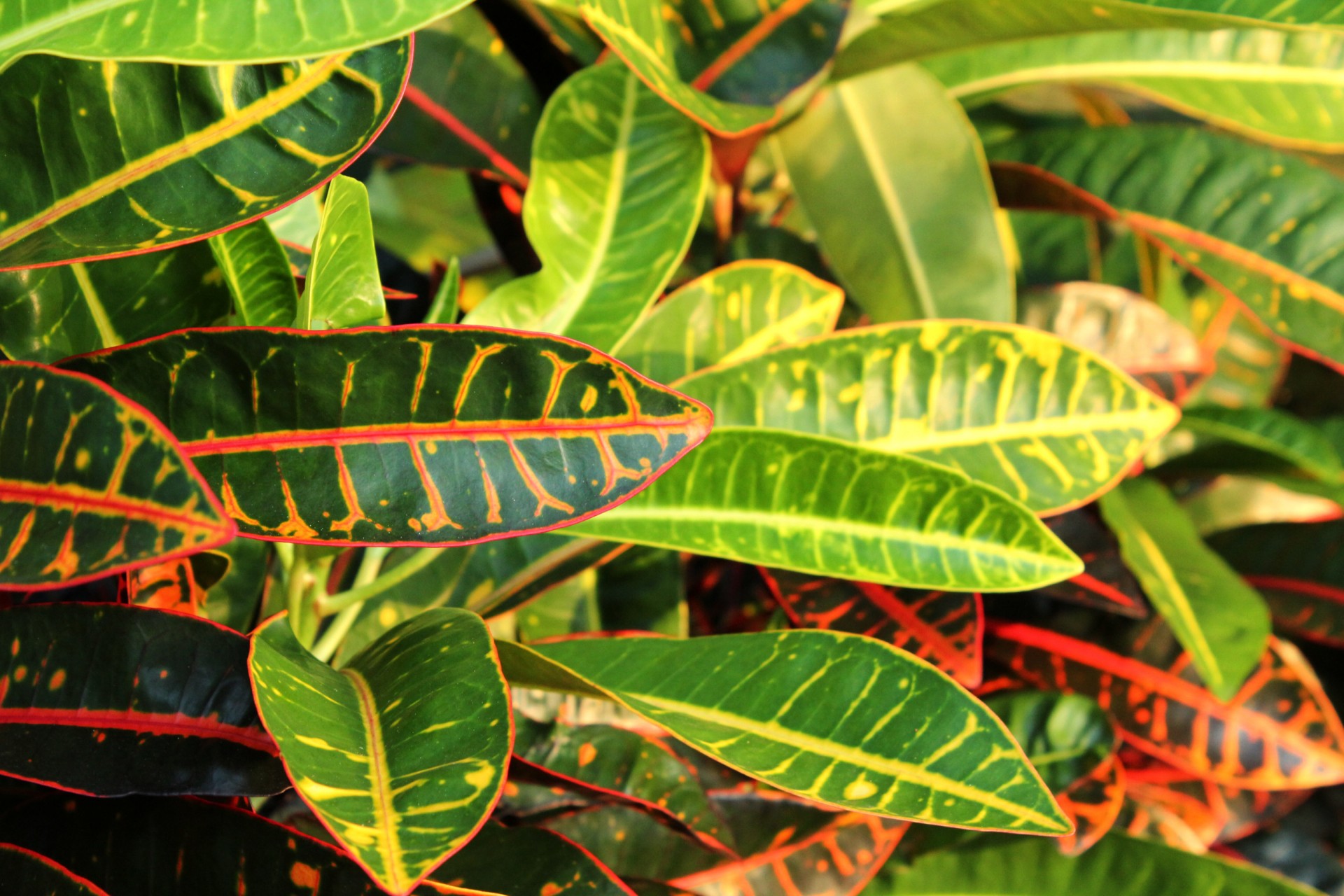 crouton leaves colorful leaves yellow green leaves free photo