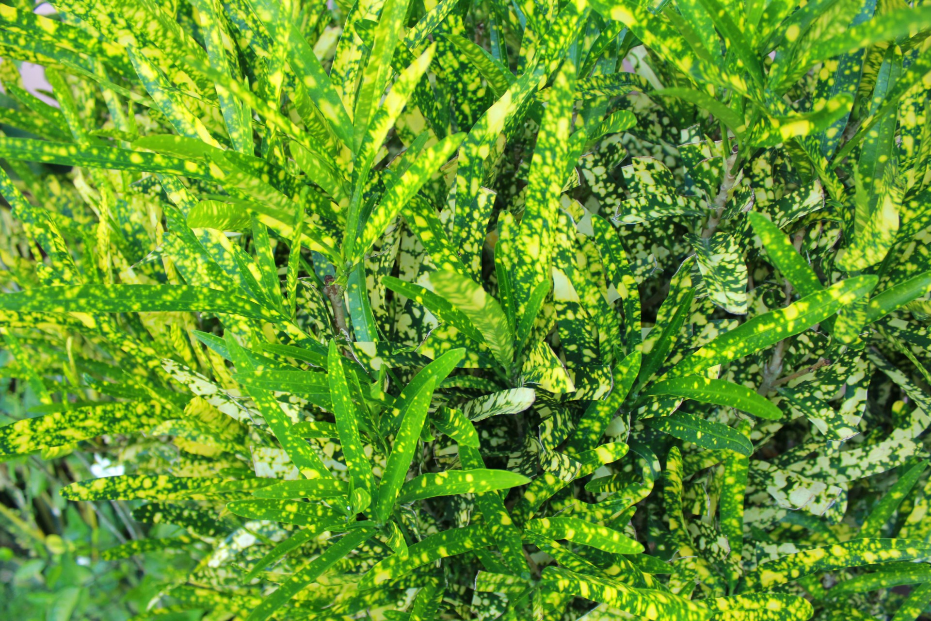 crouton leaves green leave leaf free photo