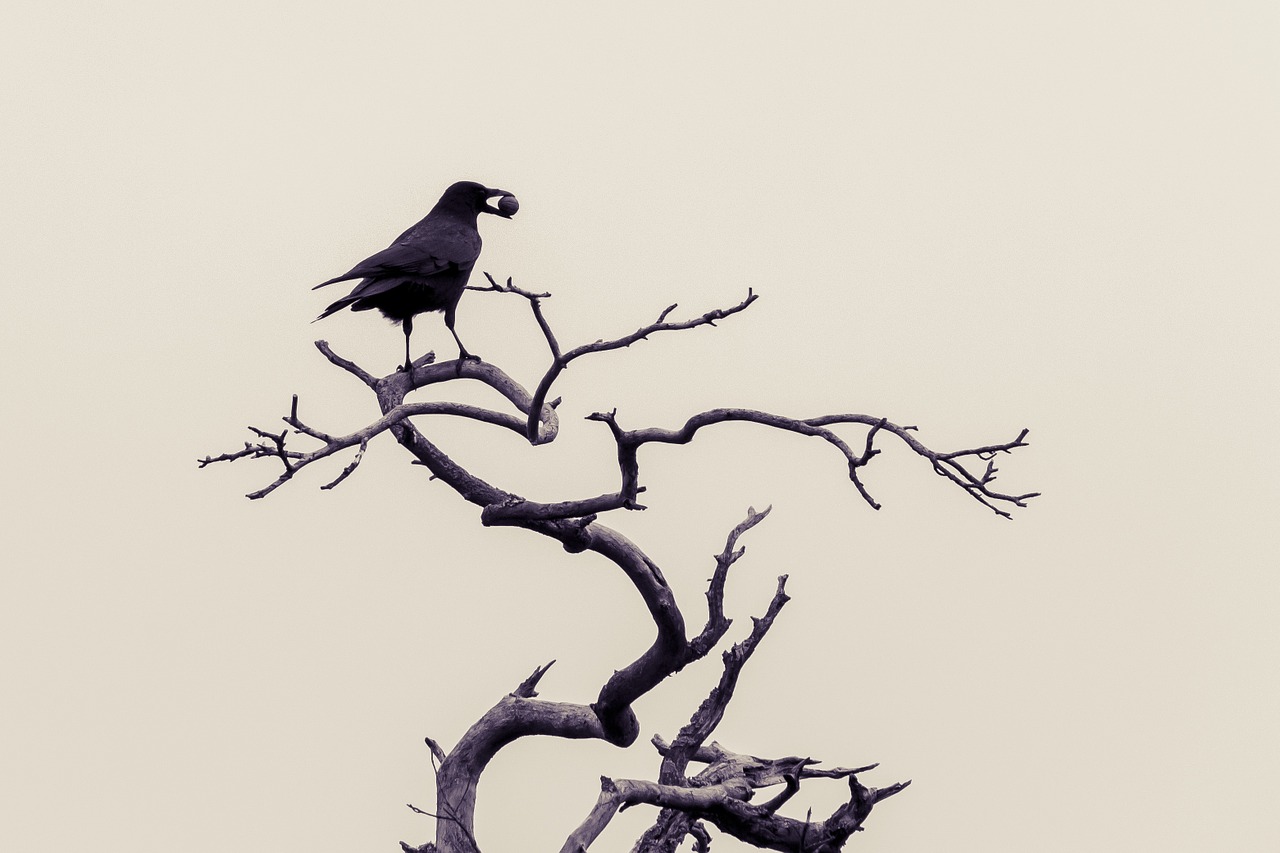 crow birds winter free photo