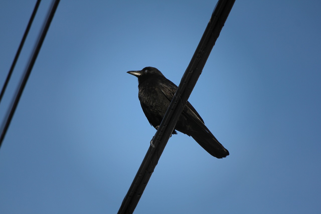 crow black crow bird free photo