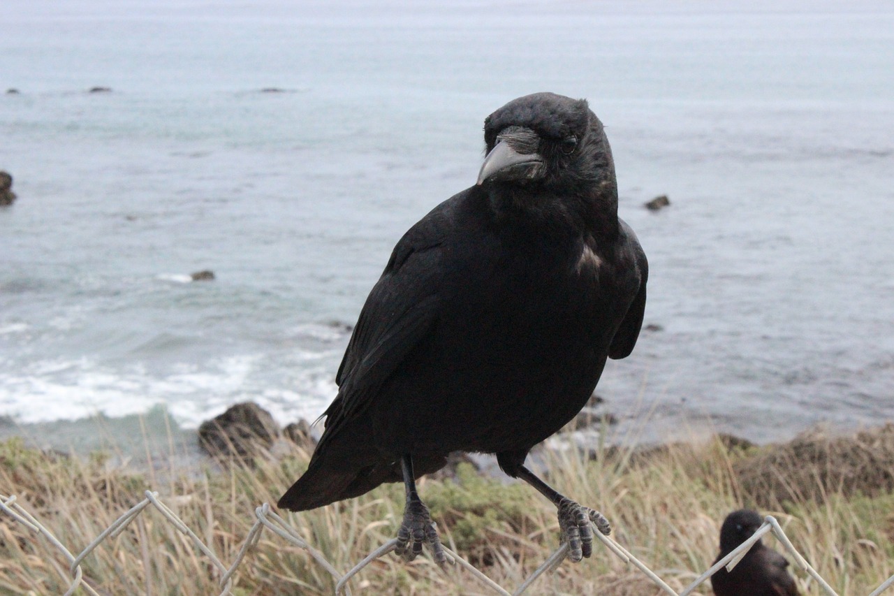 crow black raven free photo