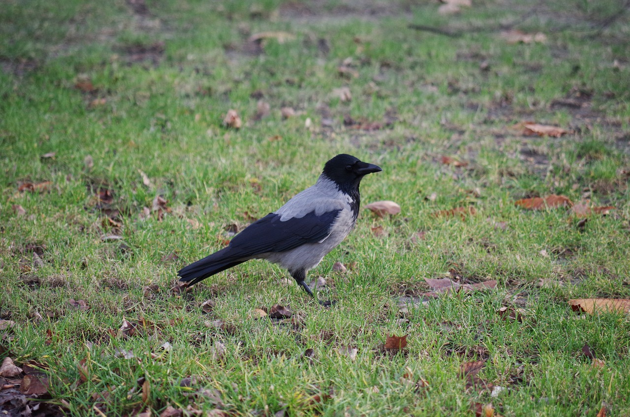 crow grass bird free photo