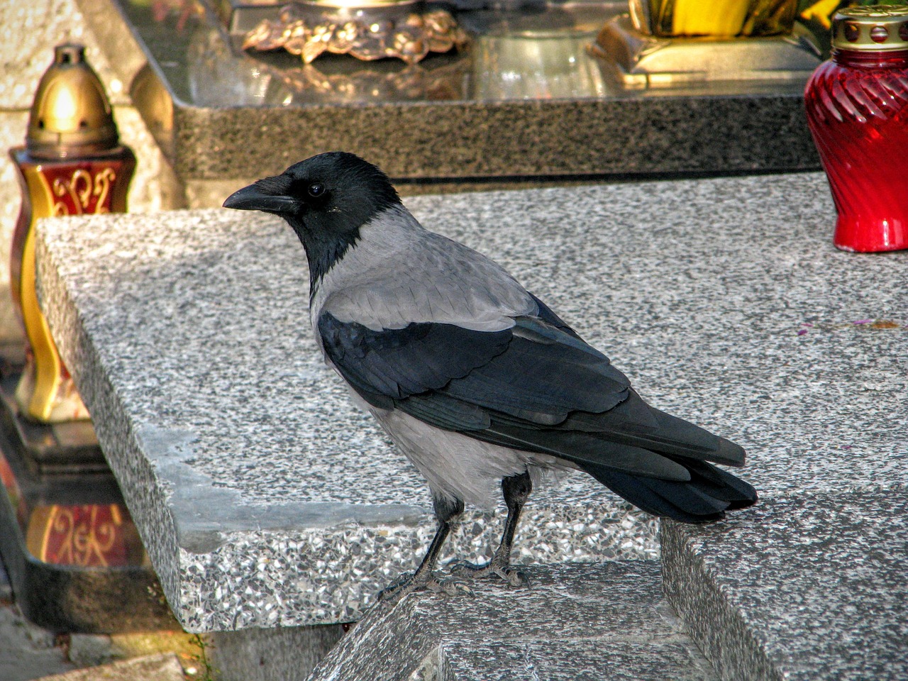 crow the tomb of cemetery free photo