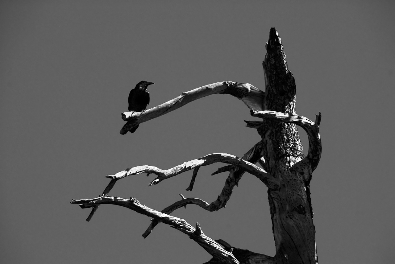 crow black bird wildlife free photo
