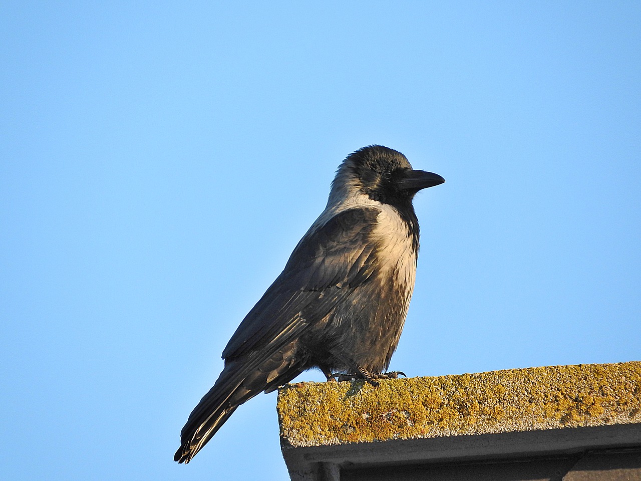 crow bird raven bird free photo