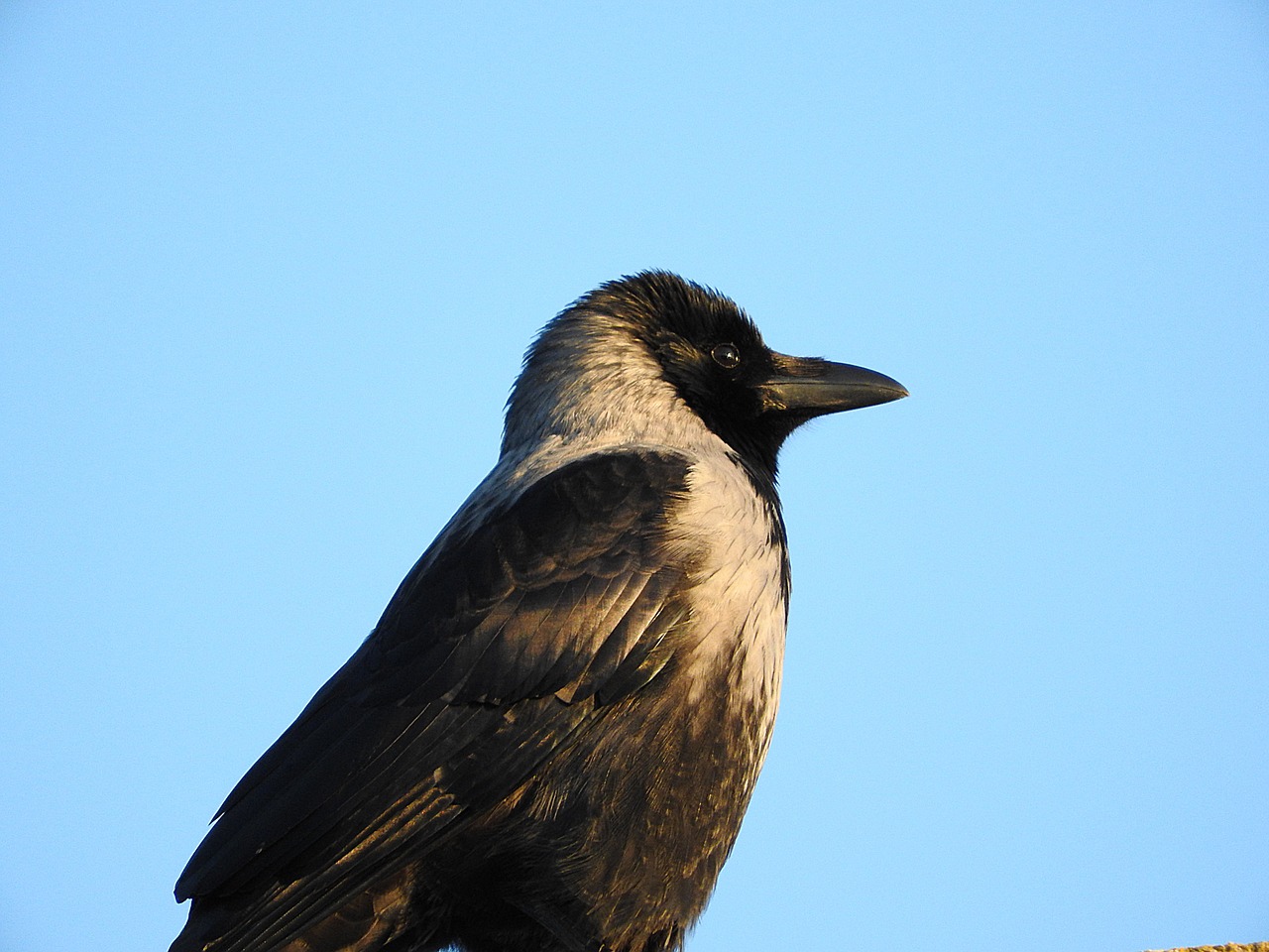 crow bird raven bird free photo