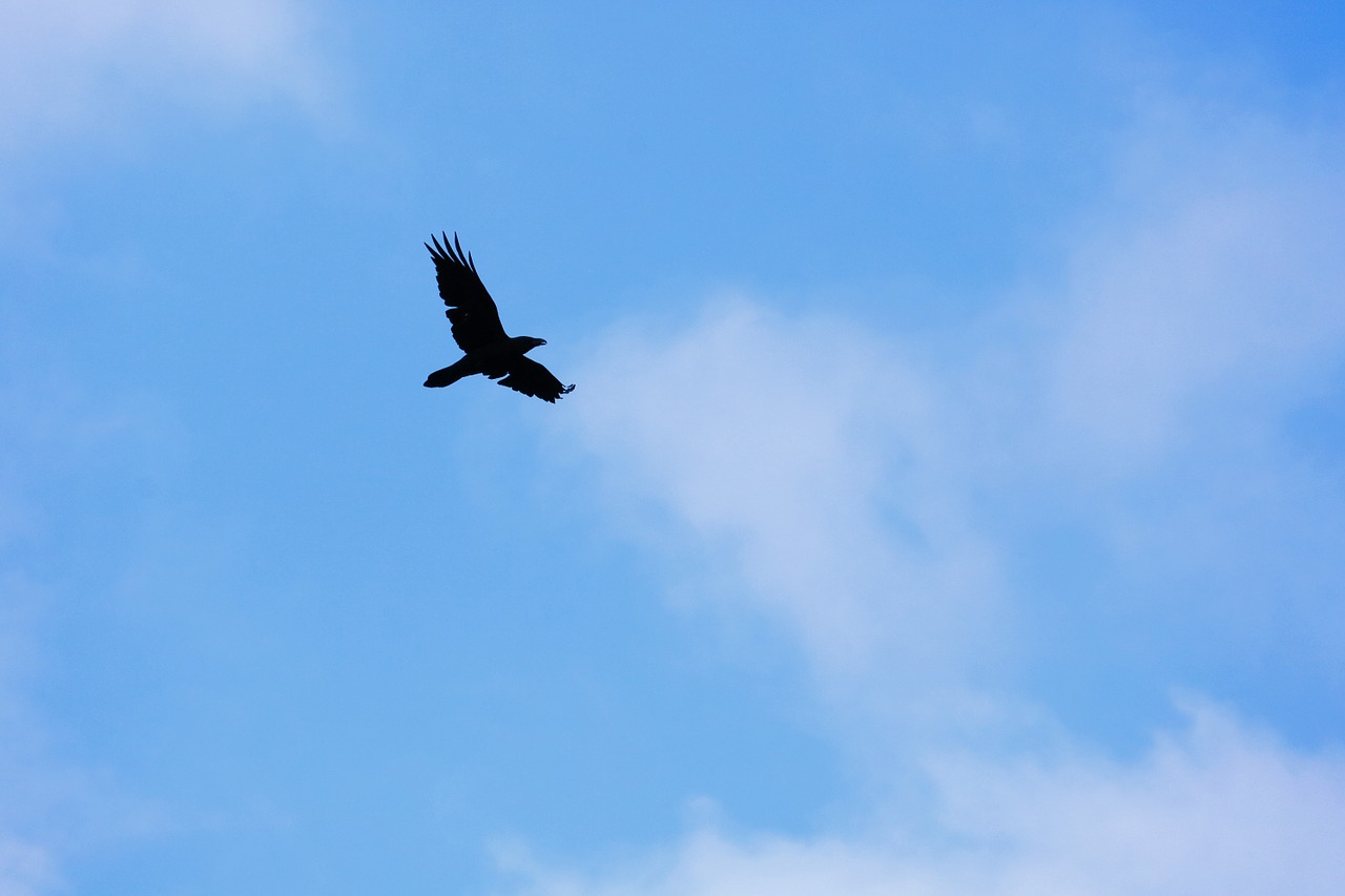 crow black blue free photo