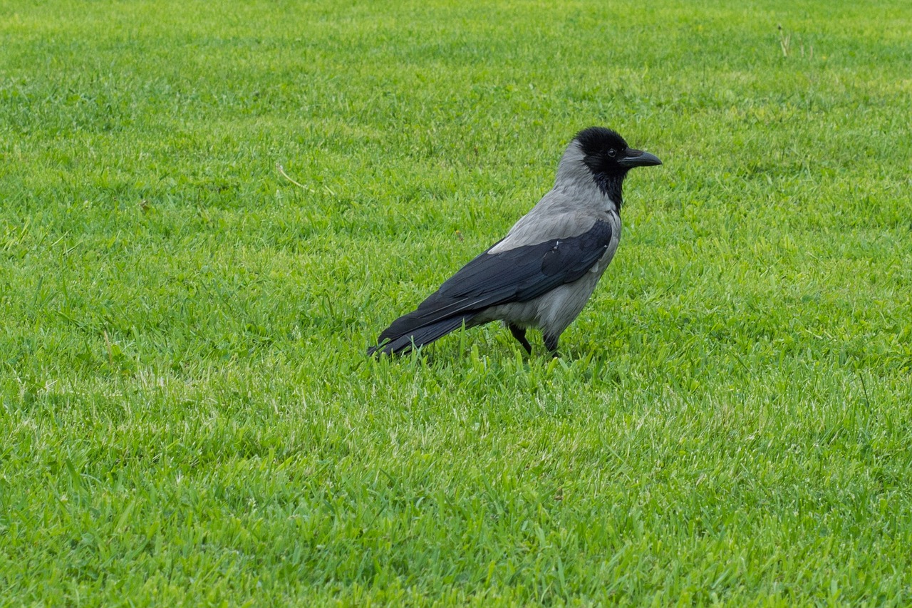 crow bird lawn free photo