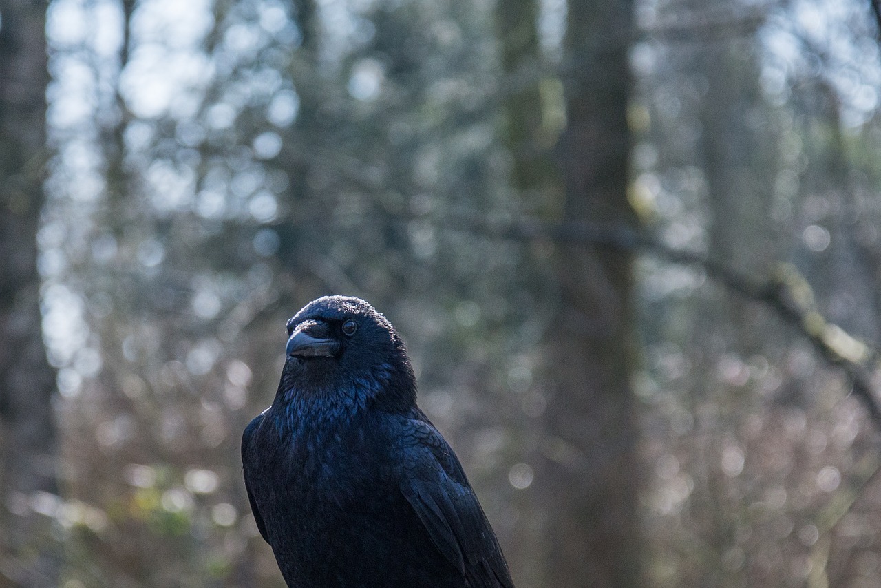 crow close up nature free photo