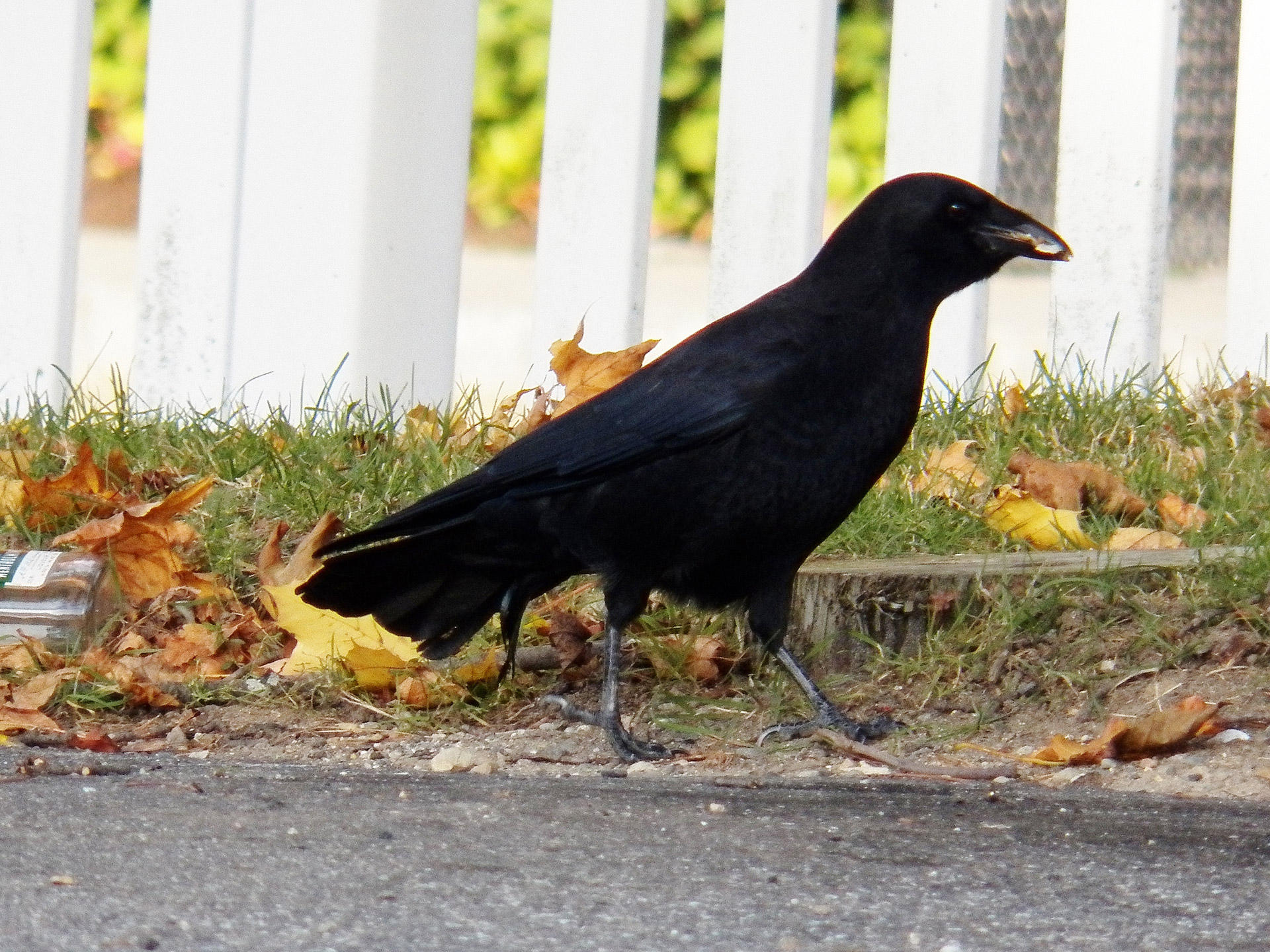 crow crows bird free photo