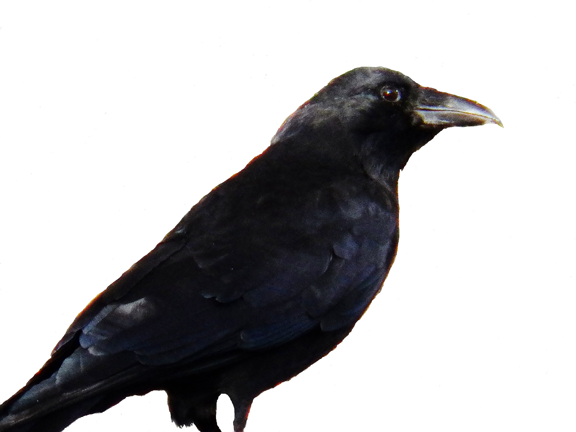 crow crows blackbird free photo