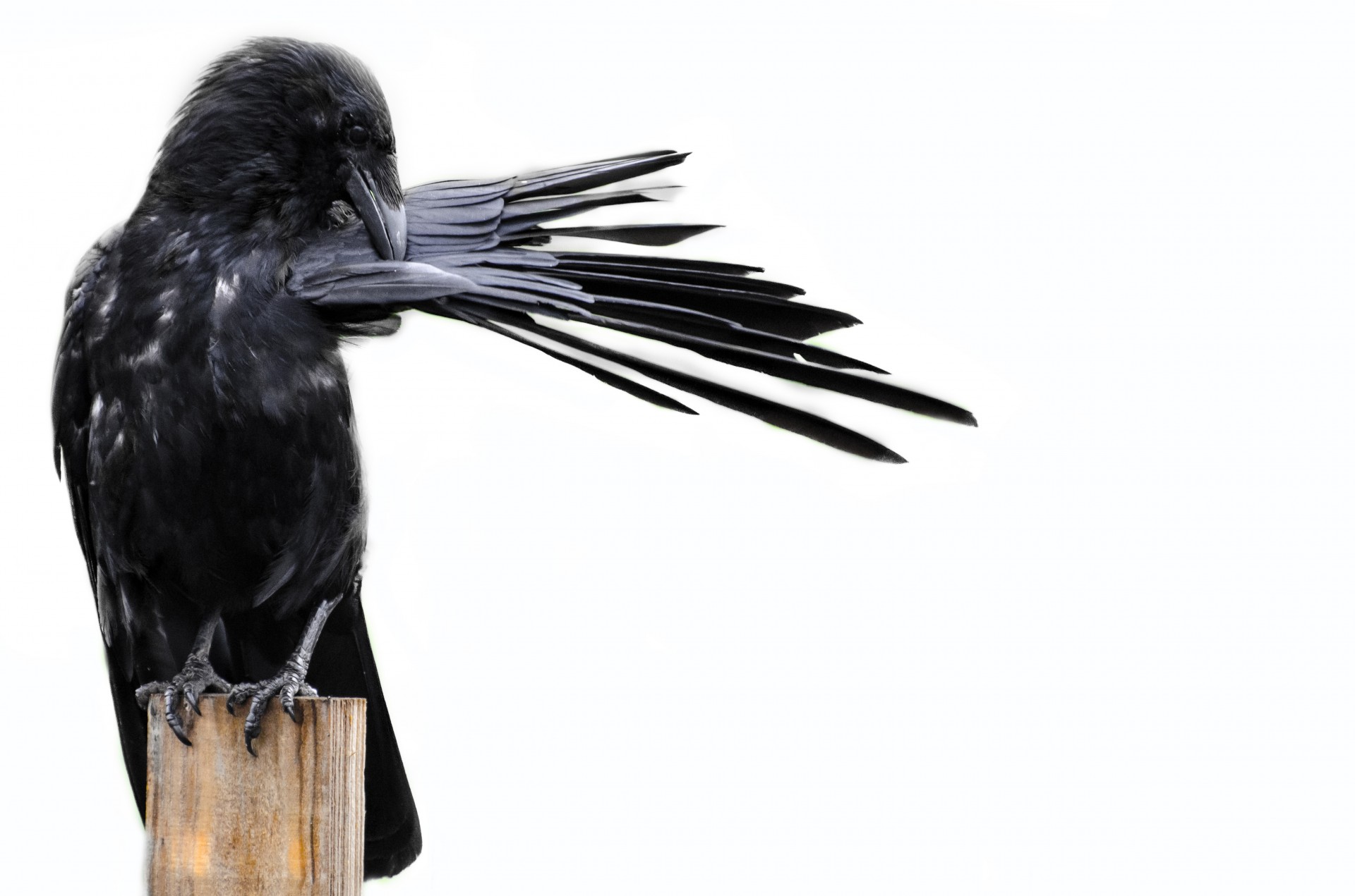 bird crow black free photo