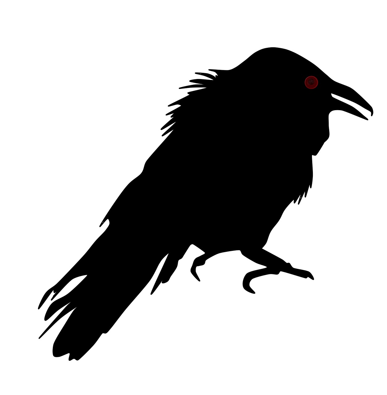 crow animal illustration free photo