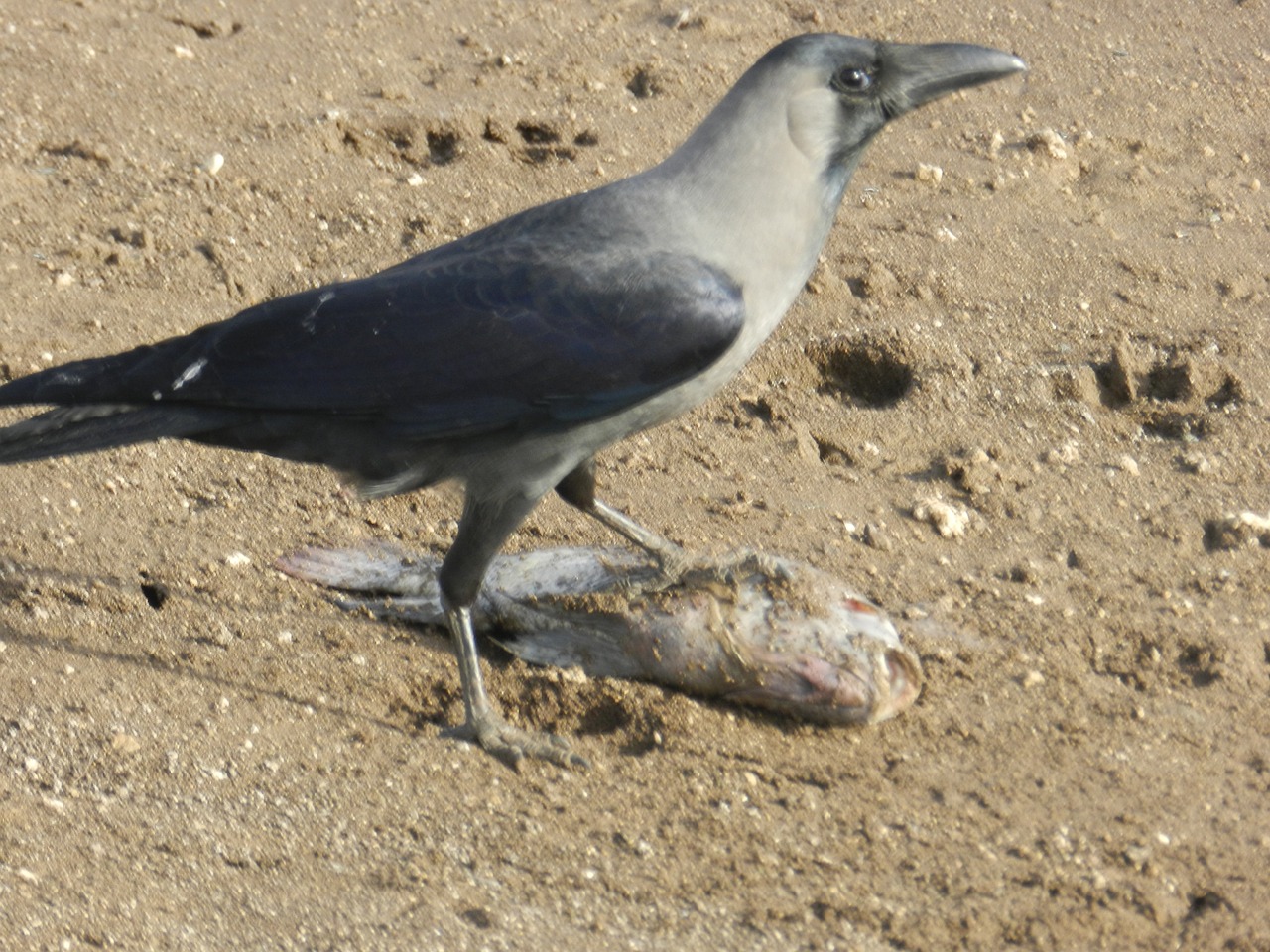 crow indian crow predator free photo