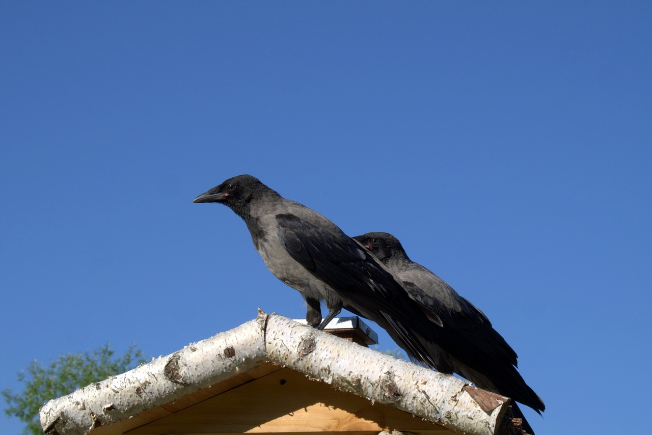 crow crows bird free photo