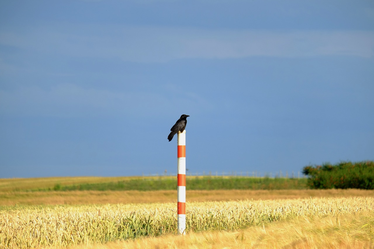 crow bird raven bird free photo