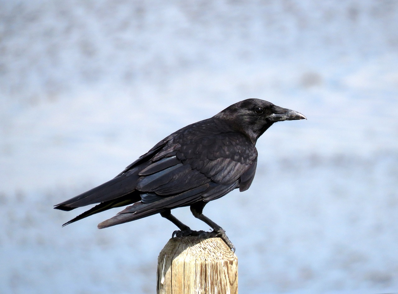 crow birding birdwatching free photo