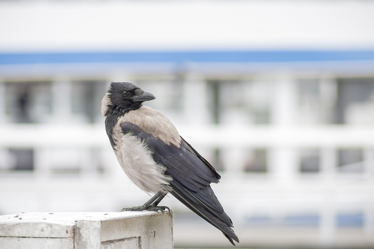 crow bird raven bird free photo