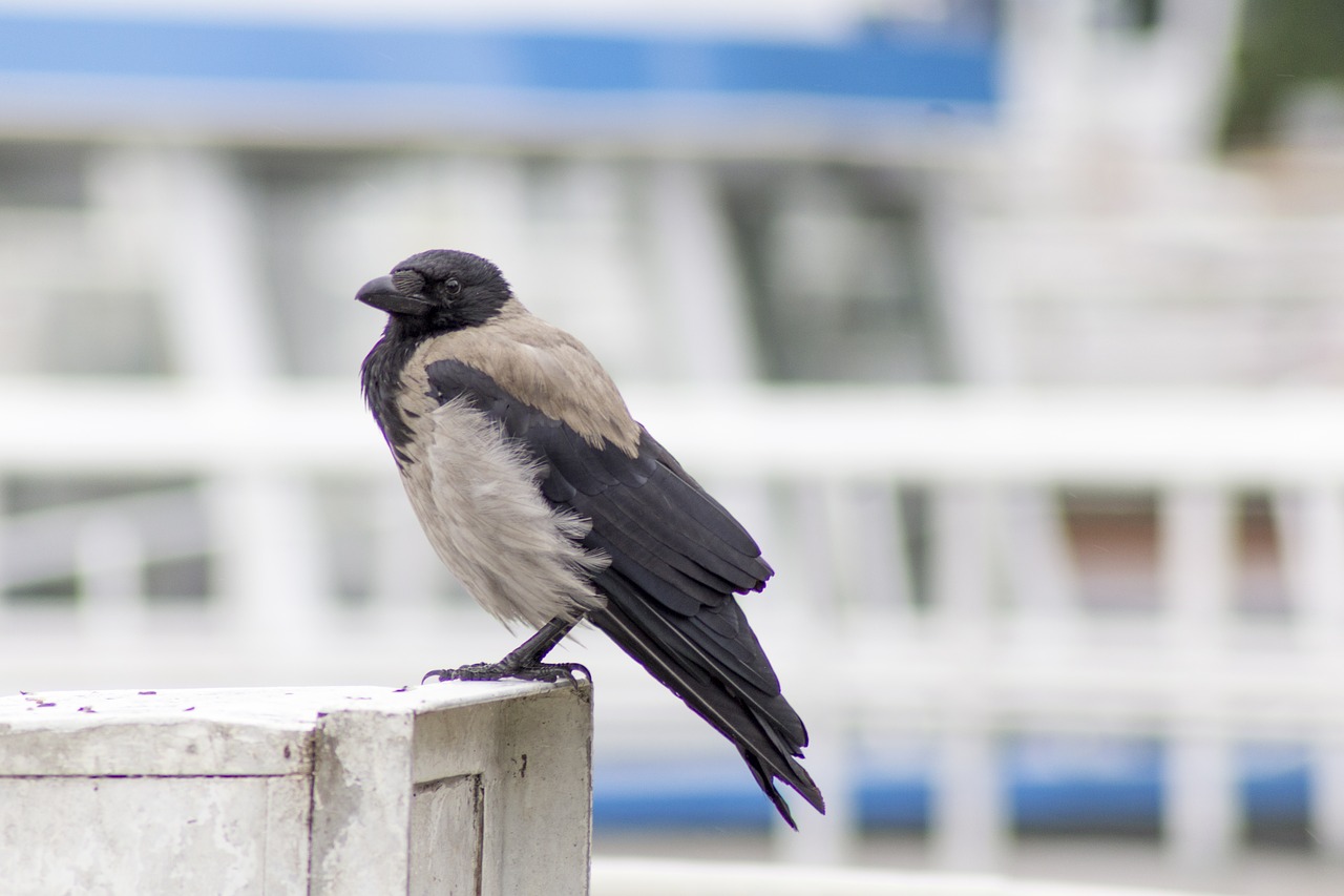 crow bird raven bird free photo