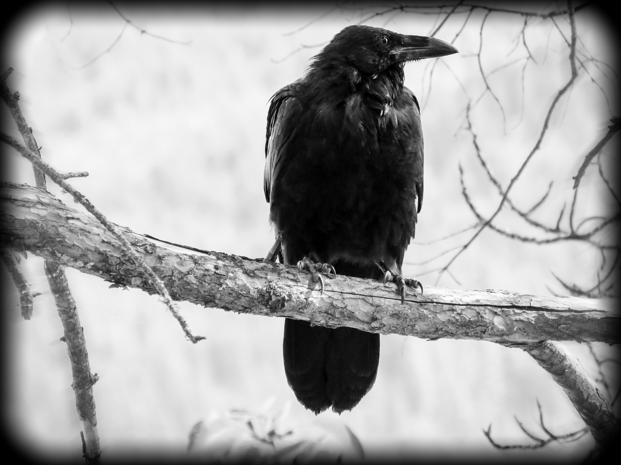 crow bird black free photo