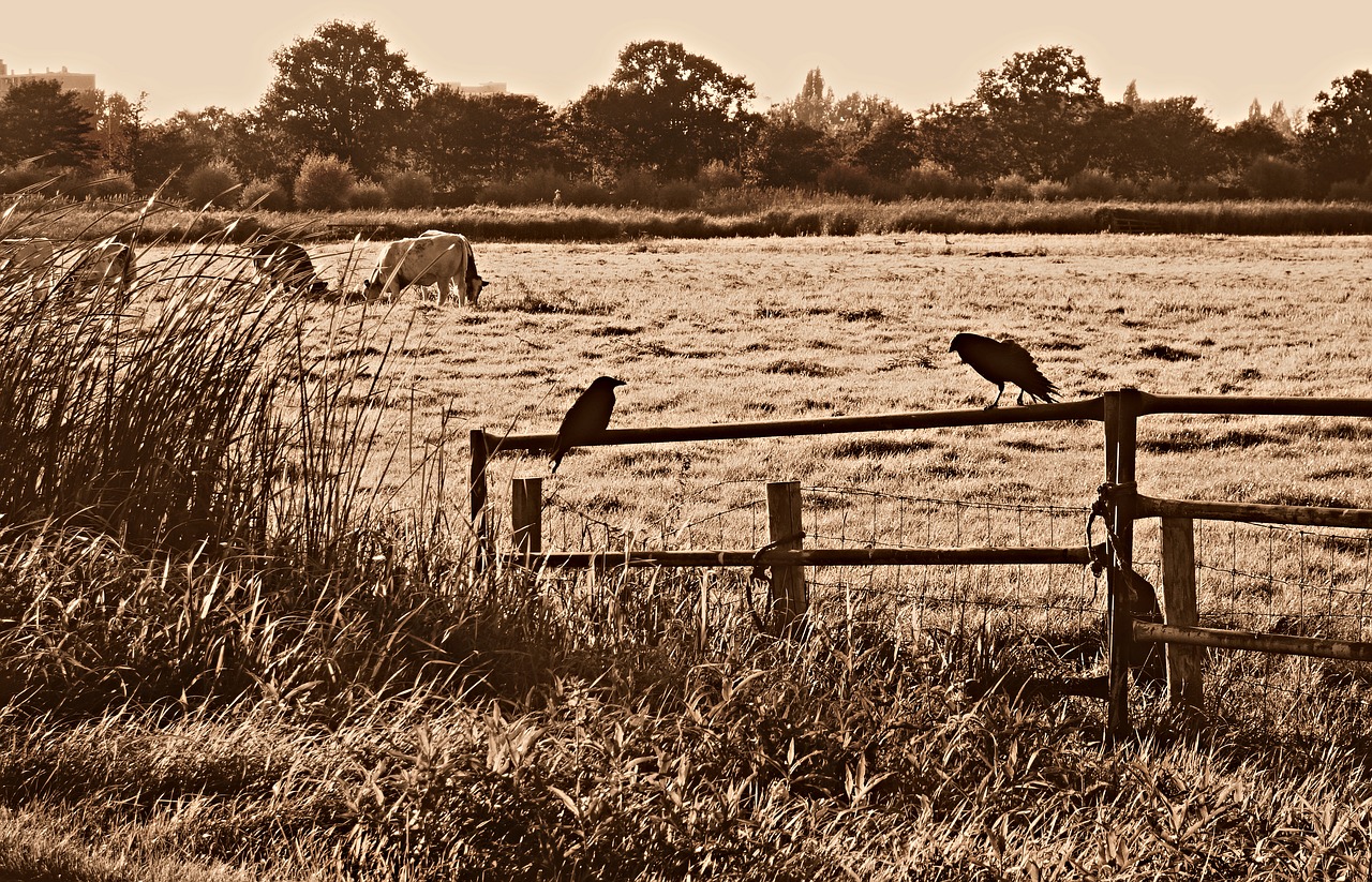 crow bird wildlife free photo