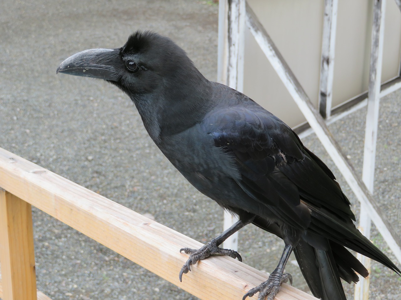 crow blackbird raven free photo