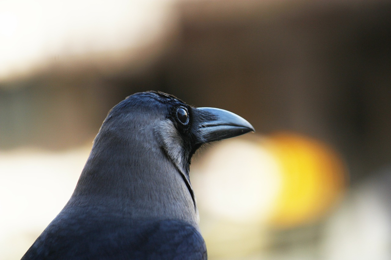 crow house-crow gre-necked free photo