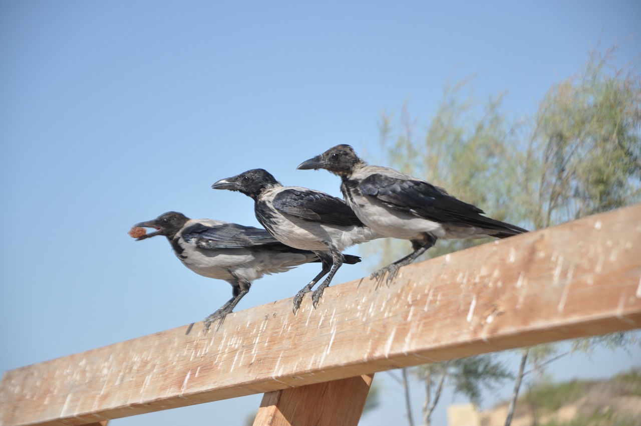 crow raven rook free photo