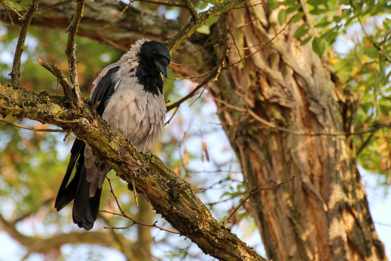 crow bird plumage free photo