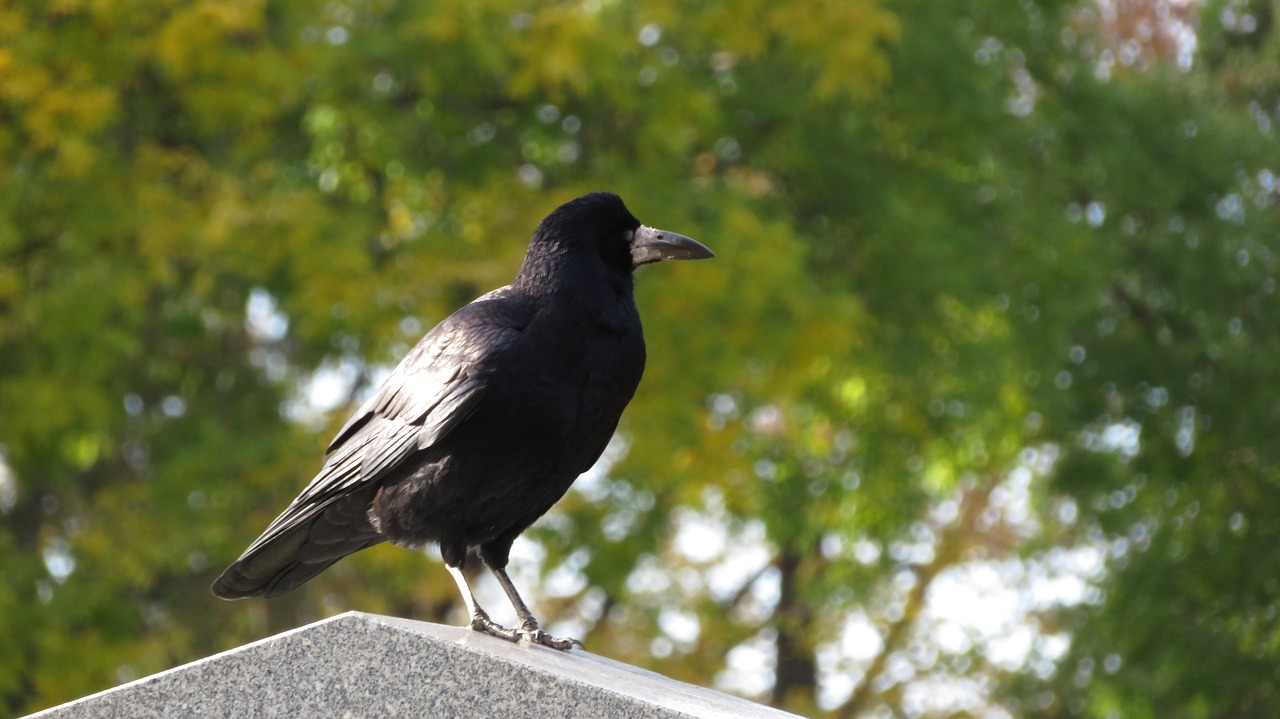 crow stone cemetery free photo