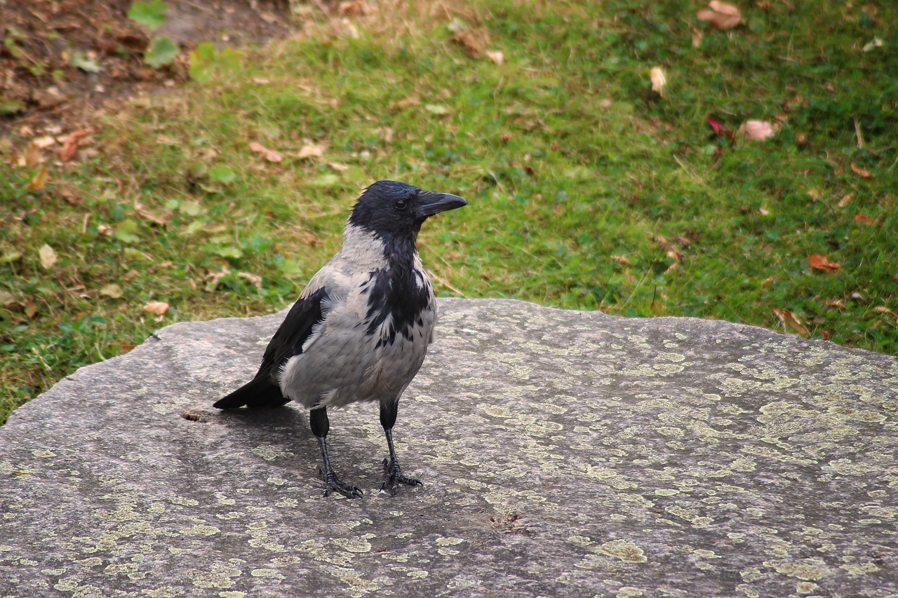 crow hooded crow carrion crow free photo