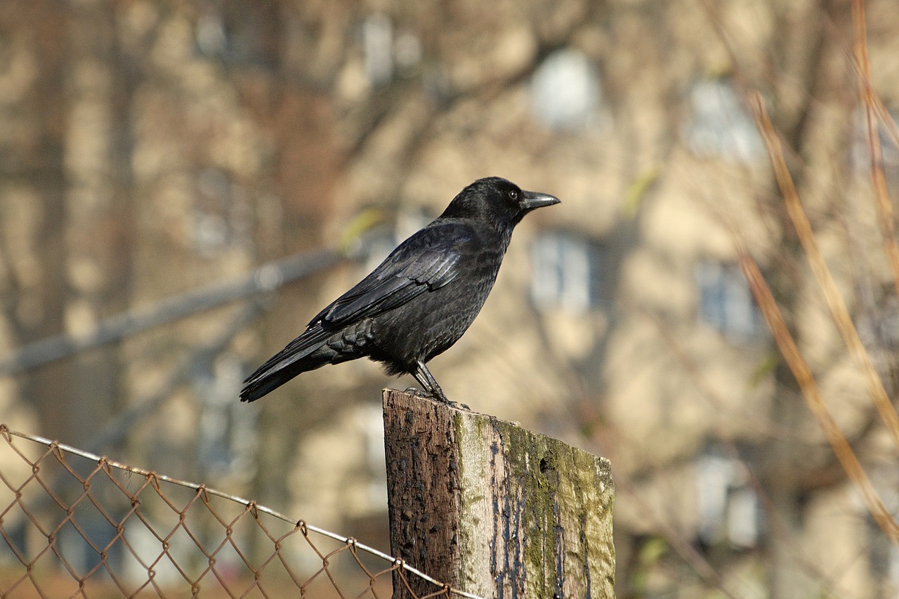 crow raven bird free photo