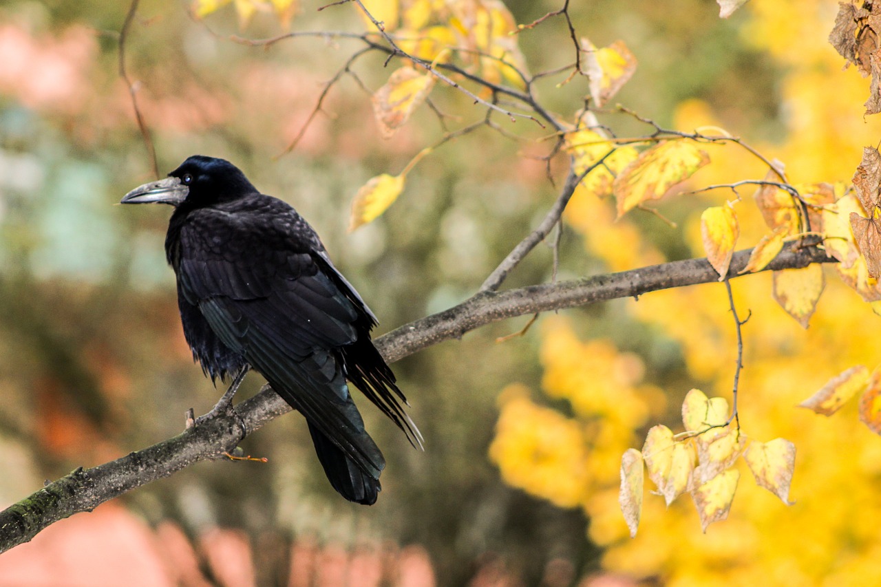 crow rook bird raven free photo
