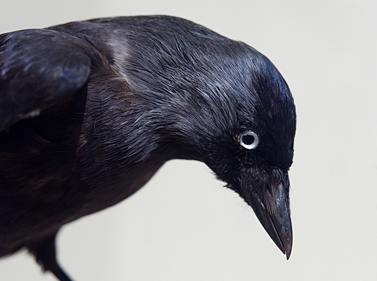 crow bird black free photo